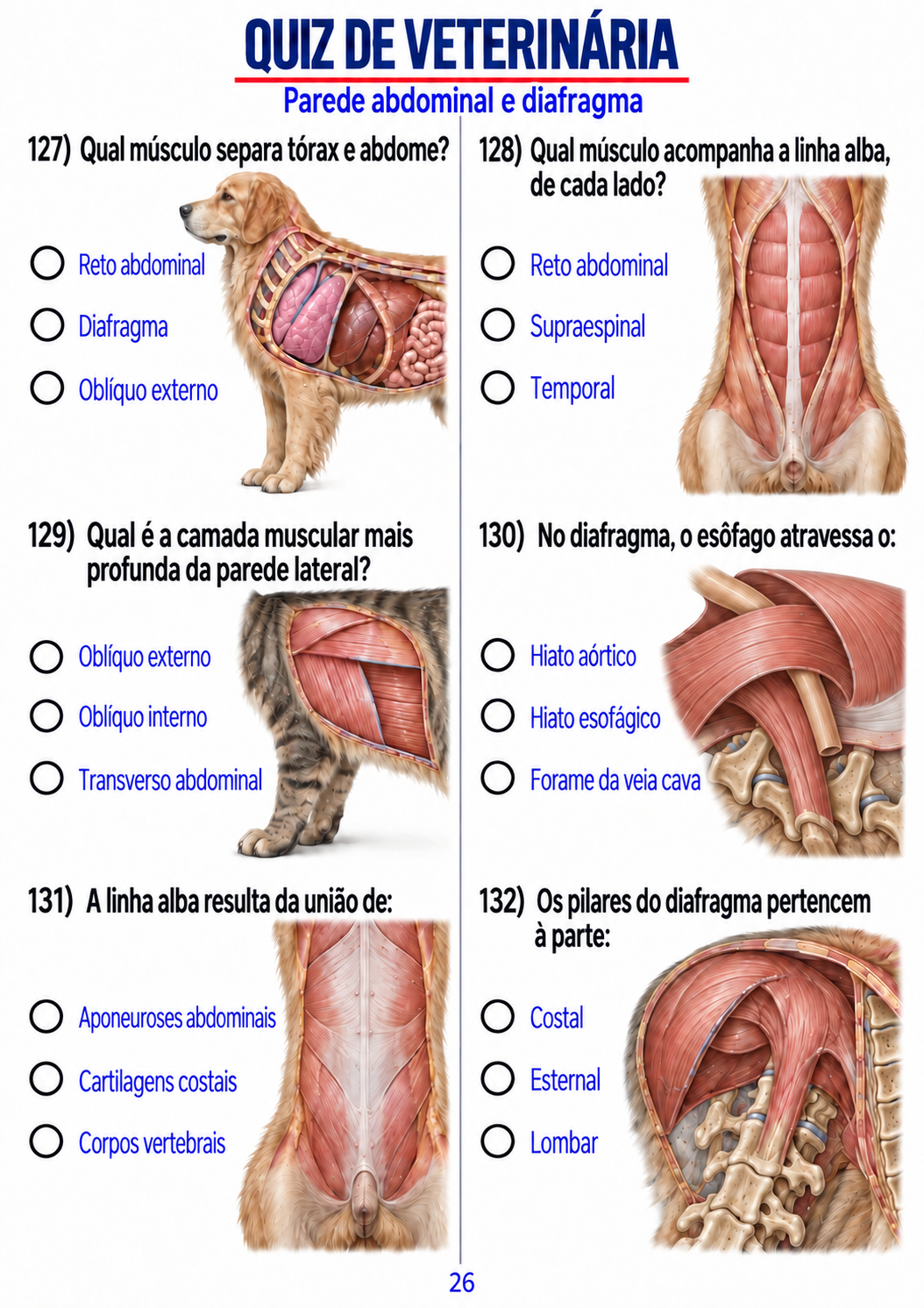 Rodada visual sobre parede abdominal e diafragma