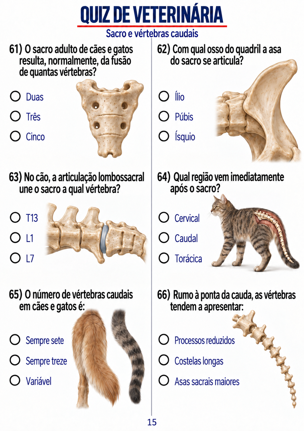 Rodada visual sobre sacro e vértebras caudais